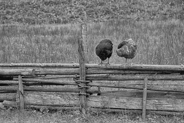 Two chickens are perched on an old rustic wooden fence with countryside scene in black and white. Great for themes related to rural lifestyle, simplicity, farm life, sustainability, and tranquility. Ideal for use in blogs, articles, and advertisements related to countryside living, farm animal care, and peaceful nature settings.