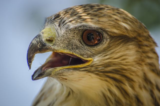 Close-up of Majestic Hawk with Open Beak - Download Free Stock Photos Pikwizard.com