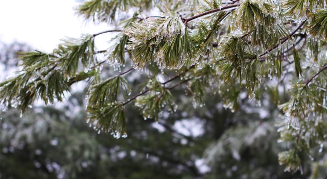 Close-up of ice-covered pine tree branches during winter, showing natural beauty in cold weather. Ideal for use in nature-related content, environmental articles, winter-themed promotions, or holiday cards.