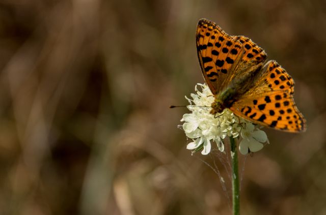 Showcasing an orange spotted butterfly perched on a wildflower, this image highlights the delicate beauty of nature. Ideal for use in nature magazines, educational materials on butterflies and insects, conservation websites, and outdoor adventure blogs.