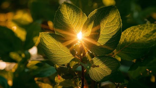 Golden-hour backlit leaves revealing detailed veins with sunburst and bokeh macro garden
