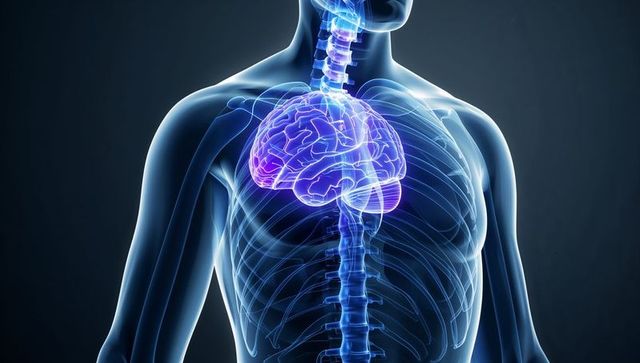 Translucent Torso with Luminescent Brain and Spinal Column 3D Medical Illustration