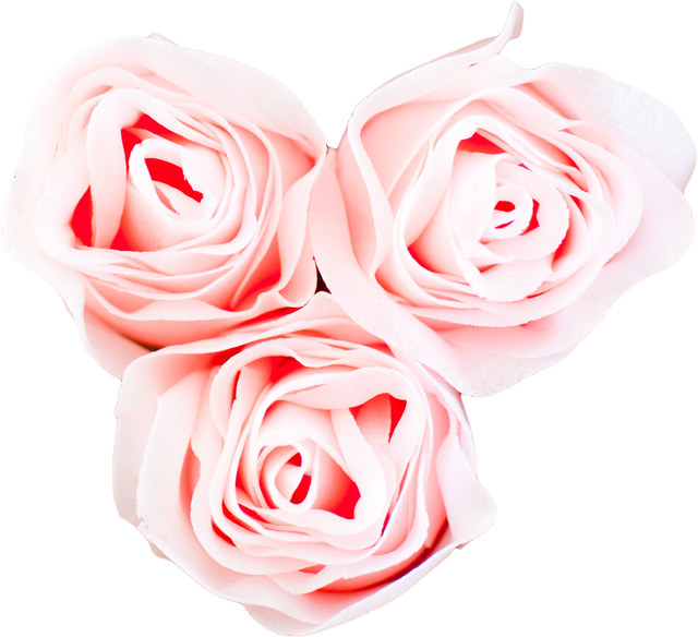 Three Pink Cutout Roses Isolated On Transparent Background - Download Free Stock Videos Pikwizard.com