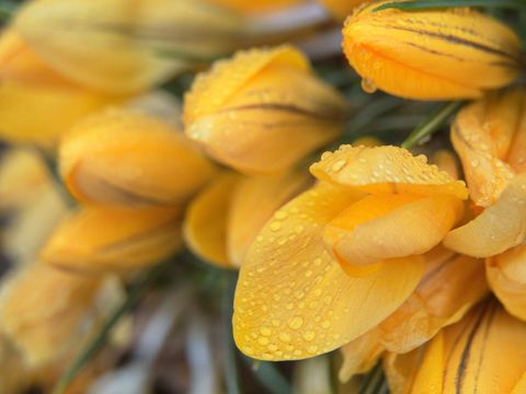 Golden crocus blooming with morning dew, macro close-up of vibrant yellow spring petals