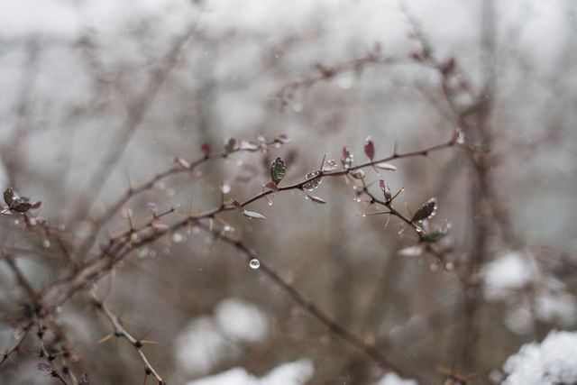 This image features thorny branches with melting snowflakes and water droplets on a cold winter day. Twigs and thorns are in focus, while the background is blurred. This can be used in articles and blogs about winter, nature scavenger hunts, the effects of weather on plants, or even as a background for winter-themed designs.