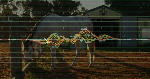 Grazing Horse in Rural Paddock with Data Overlay