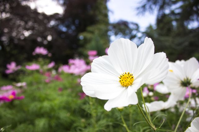 White Cosmos Flower Blooming in Garden - Download Free Stock Photos Pikwizard.com