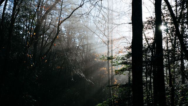Misty forest scene with sunbeams filtering through tall trees. Perfect for use in nature-related blogs, relaxation products, environmental campaigns, or as a calming background in presentations.