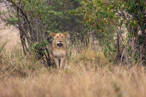 Lioness Sitting in Tall Dry Grass Framed by Shrubs African Savanna Wildlife Portrait