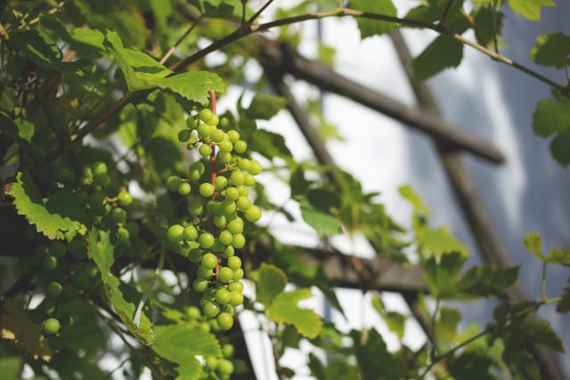 Close-up shot of unripe green grapes hanging on a vine with lush green foliage and wooden lattice in the background. Ideal for agricultural magazines, gardening blogs, organic farming advertisements, and nature-themed presentations. Capturing the early stage of grape growing, this image showcases the process of vineyard cultivation and the beauty of home gardening.