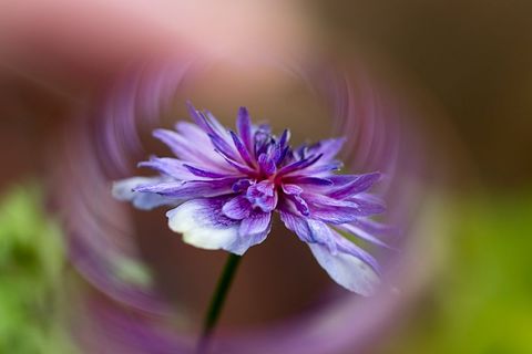 Purple double cornflower blooming with swirling bokeh and soft pastel background closeup
