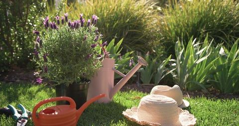 Potted lavender blooming with watering cans and straw hats on sunny backyard lawn