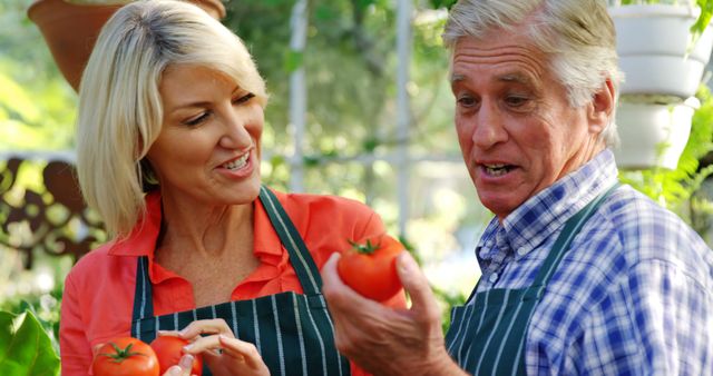 Mature couple checking tomatoes in greenhouse - Download Free Stock Photos Pikwizard.com