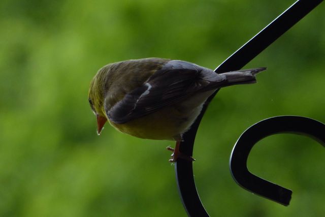 Yellow finch perching on a curved metal rod with a soft green background. Great for nature and wildlife blogs, educational projects, avian-themed designs, serene decor, and environmental awareness materials.