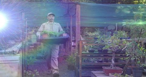 Nursery worker carrying tray of seedlings through shaded bonsai nursery with lens flare