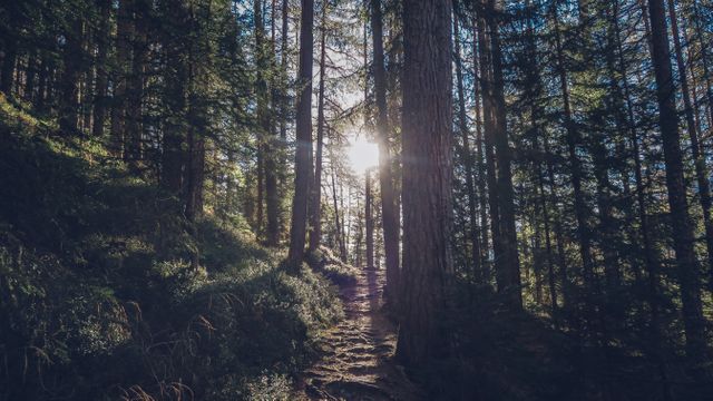 Beautiful sunlight filters through tall trees in a tranquil forest. Perfect for outdoor content, nature conservation campaigns, relaxation ads, and backgrounds for environmental-focused designs or websites.