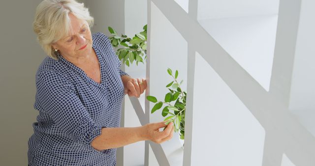 A senior woman in a patterned blue blouse is seen carefully tending to houseplants inside her home. The scene captures the nurturing act of plant care and can be used in contexts related to home gardening, elderly activities, peaceful home environments, and promoting hobbies for senior citizens.