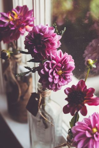 Pink dahlia blooms resting in vintage bottles on sunlit window ledge