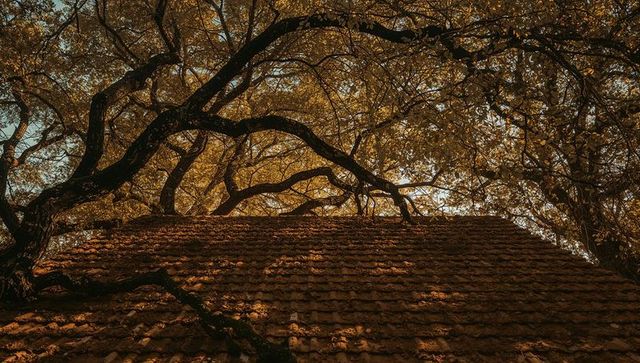 Rustic Weathered Roof Under Tree Canopy with Golden Leaves