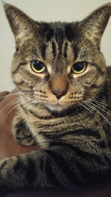 Close-up Portrait of Brown Tabby Cat with Green Eyes - Download Free Stock Photos Pikwizard.com