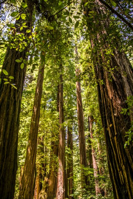 Featuring towering redwood trees bathed in sunlight, this image captures the serene and majestic essence of a lush forest. Ideal for use in nature-inspired designs, eco-tourism materials, environmental campaigns, outdoor adventure promotions, and as a backdrop for relaxation or wellness themes.