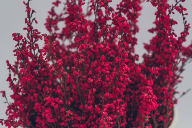 This image showcases a beautiful bouquet of vibrant red heather flowers arranged in a vase. The contrast between the rich red blooms and the gray background creates a striking effect. This image is ideal for illustrating floral arrangements, nature-themed decor, or botanical beauty. Perfect for use in home decor magazines, lifestyle blogs, eco-friendly product advertisements, and as a background for graphic design projects.