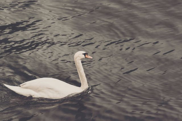 Graceful swan gliding over calm waters, showcasing natural beauty and elegance. Useful for nature-themed content, wildlife conservation, serene backgrounds, or educational materials about birds and their habitats.