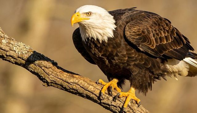 Sunlit bald eagle perching on weathered branch showing beak talons and feather detail