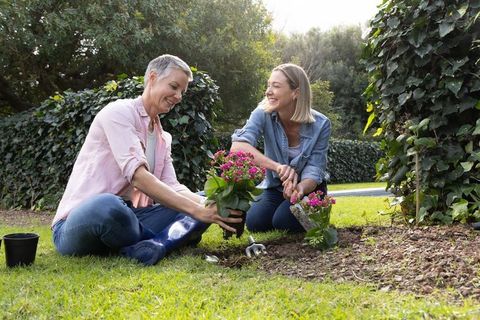 Senior and adult daughter gardening together planting pink flowers in sunny backyard