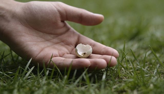 Hand holding cracked speckled eggshell on grass close-up conveying fragility and renewal