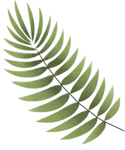 Transparent Background Green Leaf Illustration Vector - Download Free Stock Videos Pikwizard.com