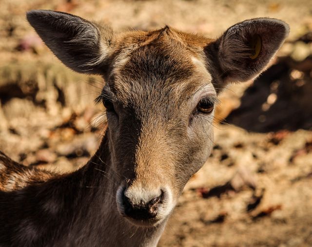 Close-up of a young deer staring intently, showcasing its subtle brown fur and expressive eyes in a natural, forest backdrop. Ideal for use in nature blogs, wildlife conservation articles, educational material about animals, or advertisements related to outdoor gear and adventure.