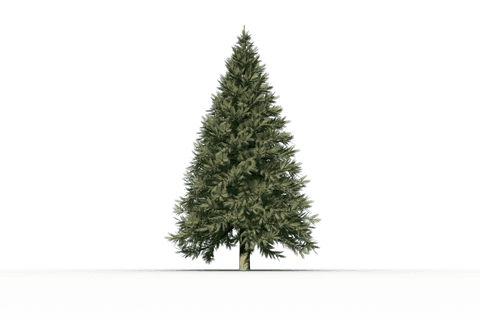 Festive Evergreen Christmas Tree on Transparent Background - Download Free Stock Videos Pikwizard.com