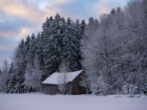 Rustic Cabin Amidst Snowy Forest in Winter Sunrise