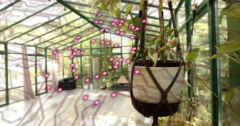 Sunlit Greenhouse Hanging Macrame Planter with Trailing Vines and Wooden Floor Shadows