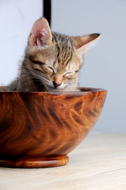 The image shows an adorable tabby kitten sleeping peacefully in a beautiful, polished wooden bowl. This charming photo evokes a sense of warmth, comfort, and tranquility. Ideal for use in pet-related materials, relaxation themes, greeting cards, advertisements for pet products, or anything aiming to invoke nurturing and warmth.