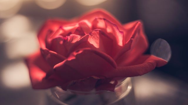 Close-up of a single red rose capturing the delicate petals and soft lighting, creating a romantic and tranquil atmosphere. This image is ideal for use in floral designs, romantic messages, nature-themed projects, valentine cards, advertisements, and backgrounds where beauty and delicacy need emphasis.