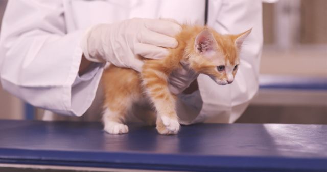 A veterinarian, whose gender is not shown, is examining a small orange kitten on a clinical examination table. Care for animals is emphasized in the image, showcasing the importance of regular veterinary check-ups for pets' health.