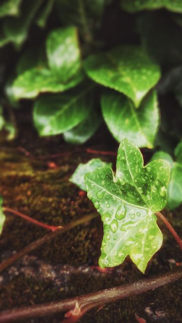 Vibrant image showing green ivy leaves covered in raindrops, capturing natural freshness. Ideal for nature-focused content, illustrating themes of growth, renewal, and tranquility. Suitable for use in blogs, social media posts, environmental campaigns, or botanical publications.