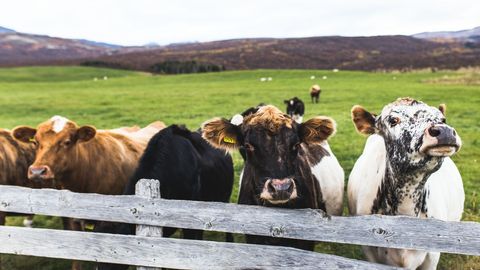 Curious cows leaning over weathered wooden fence on green pasture with rolling hills
