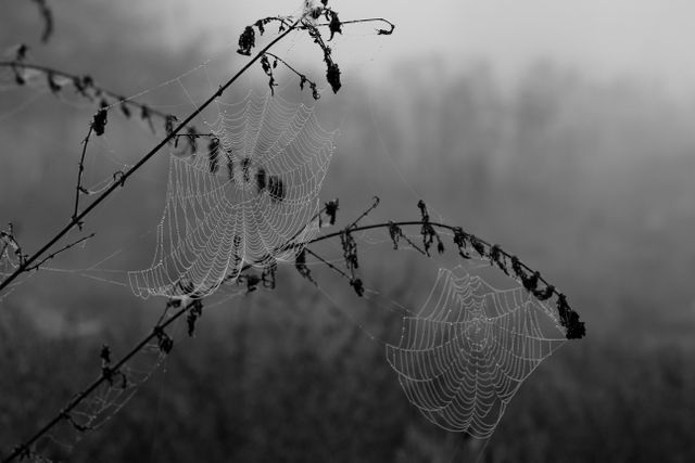 Close-up showing intricate spider webs on dry branches against a misty, foggy forest background. Perfect for themes related to nature's beauty, tranquility, mindfulness, and delicate details. Suitable for environmental awareness, background usage, academic studies on spiders, artistic inspiration, meditation visuals, and nature-related content.