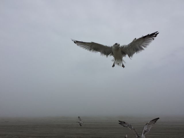 Seagull gliding above a foggy beach, evoking a sense of calm and solitude. Useful for concepts of freedom, nature, and serene coastal landscapes. Perfect for travel blogs, environmental campaigns, and relaxation-oriented content.
