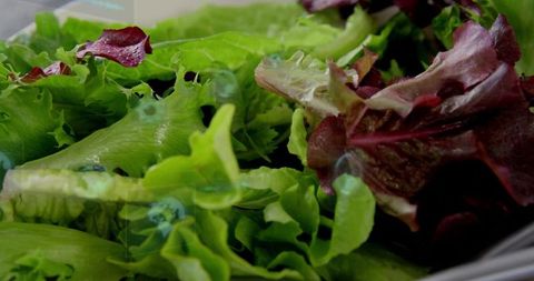Mixed green and red leaf lettuce glistening with water droplets in clamshell, closeup