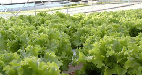 Lush hydroponic lettuce growing in modern greenhouse environment
