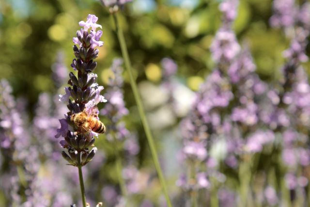 Close-up of Bee Pollinating Lavender under Sunny Sky - Download Free Stock Photos Pikwizard.com