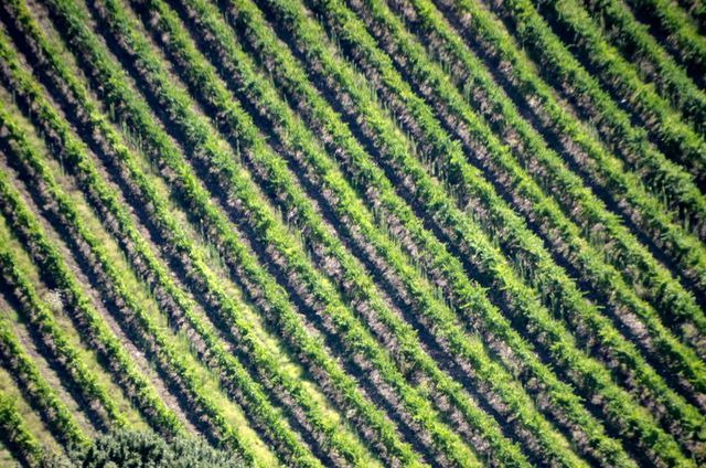 This vibrant aerial view showcases neatly aligned rows of lush green plants in a large vineyard. Ideal for use in agricultural publications, promotional materials for wineries, educational resources, or presentations about farming and sustainable agriculture. The image evokes tranquility and the beauty of nature's organization.