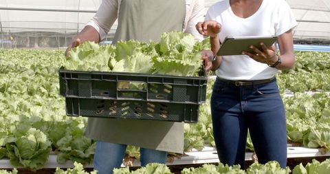 Farmers Managing Lettuce Harvest with Technology in Hydroponic Farm