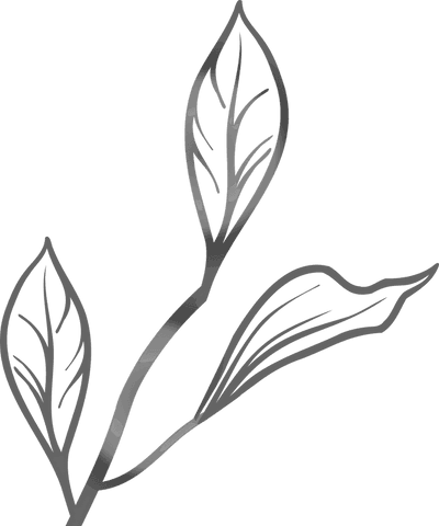 Minimalist Botanical Branch on Transparent Background - Download Free Stock Videos Pikwizard.com