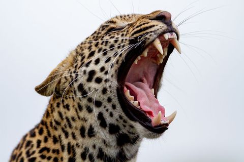 Close-up of leopard yawning with open mouth