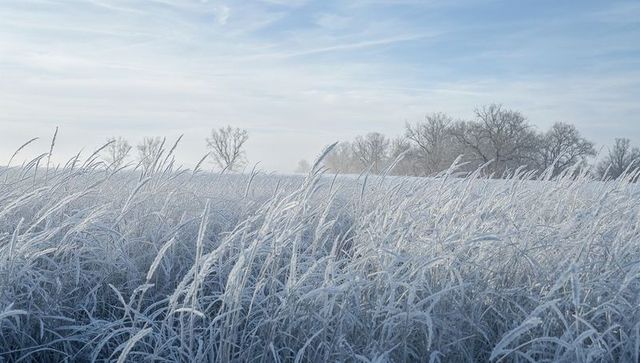 Hoarfrost-coated tall grasses bending across expansive winter meadow under pale blue sky